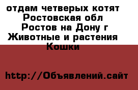 отдам четверых котят - Ростовская обл., Ростов-на-Дону г. Животные и растения » Кошки   